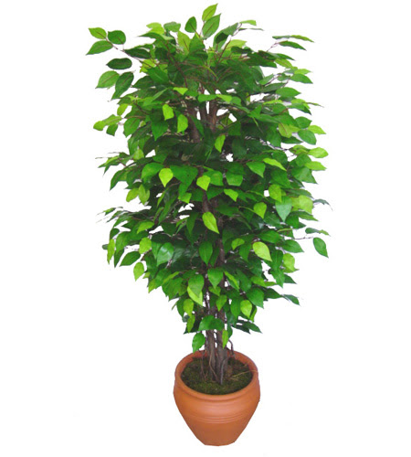 Ficus Benjamin 1,50 cm   Eskiehir nternetten iek siparii 