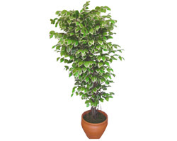 Ficus zel Starlight 1,75 cm   Eskiehir gvenli kaliteli hzl iek 
