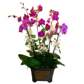  Eskiehir gvenli kaliteli hzl iek  4 adet orkide iegi