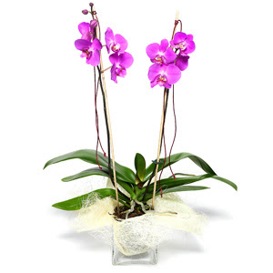  Eskiehir online iek gnderme sipari  Cam yada mika vazo ierisinde  1 kk orkide