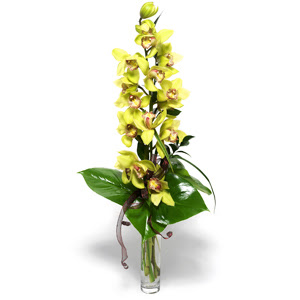  Eskiehir iek siparii sitesi  cam vazo ierisinde tek dal canli orkide