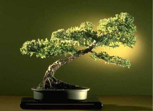 ithal bonsai saksi iegi  Eskiehir 14 ubat sevgililer gn iek 