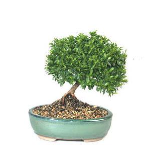 ithal bonsai saksi iegi  Eskiehir yurtii ve yurtd iek siparii 