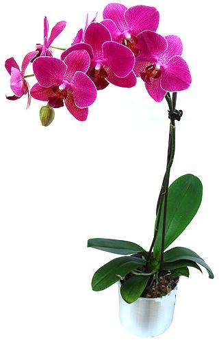  Eskiehir 14 ubat sevgililer gn iek  saksi orkide iegi