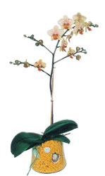 Eskiehir kaliteli taze ve ucuz iekler  Phalaenopsis Orkide ithal kalite
