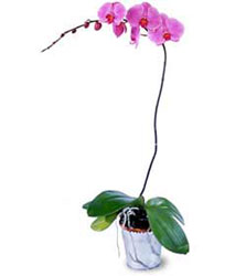  Eskiehir yurtii ve yurtd iek siparii  Orkide ithal kaliteli orkide 