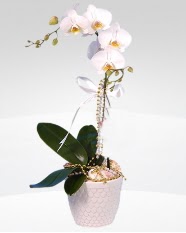 1 dallı orkide saksı çiçeği  Eskişehir hediye çiçek yolla 