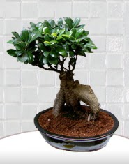 saks iei japon aac bonsai  Eskiehir iek sat 