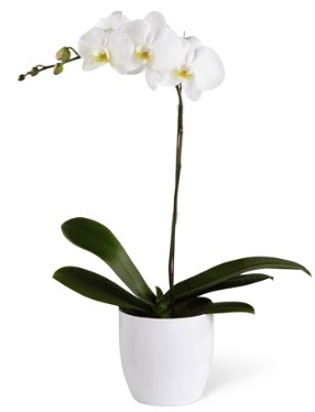 1 dall beyaz orkide  Eskiehir iek yolla , iek gnder , ieki  