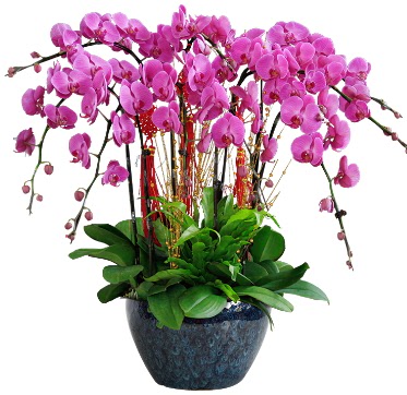 9 dallı mor orkide  Eskişehir çiçek yolla , çiçek gönder , çiçekçi  