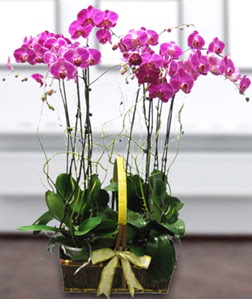 4 dall mor orkide  Eskiehir iek , ieki , iekilik 