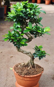 Orta boy bonsai saks bitkisi  Eskiehir iek servisi , ieki adresleri 