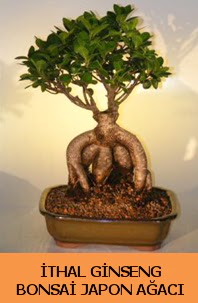 thal japon aac ginseng bonsai sat  Eskiehir iek siparii sitesi 
