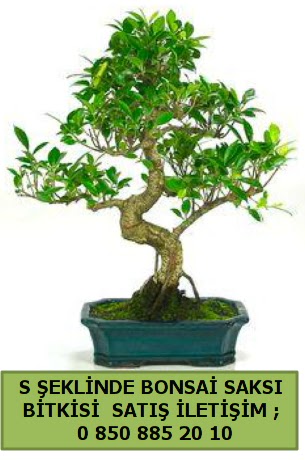 thal S eklinde dal erilii bonsai sat  Eskiehir internetten iek siparii 