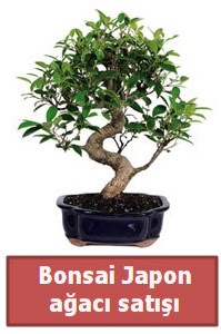 Japon aac bonsai sat  Eskiehir anneler gn iek yolla 