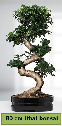 80 cm özel saksıda bonsai bitkisi  Eskişehir çiçek siparişi vermek 