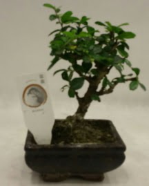 Kk minyatr bonsai japon aac  Eskiehir internetten iek siparii 
