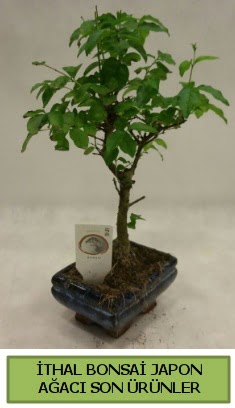 thal bonsai japon aac bitkisi  Eskiehir iek gnderme sitemiz gvenlidir 
