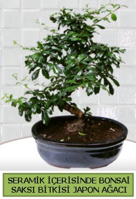Seramik vazoda bonsai japon aac bitkisi  Eskiehir anneler gn iek yolla 