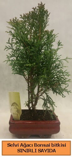 Selvi aac bonsai japon aac bitkisi  Eskiehir online iek gnderme sipari 