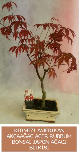 Amerikan akaaa Acer Rubrum bonsai  Eskiehir online ieki , iek siparii 