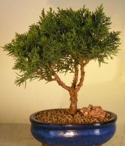 Servi am bonsai japon aac bitkisi  Eskiehir iekiler 