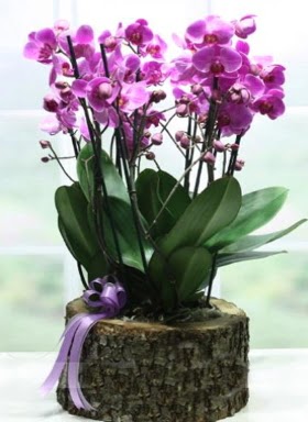 Ktk ierisinde 6 dall mor orkide  Eskiehir cicekciler , cicek siparisi 