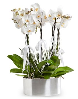 Be dall metal saksda beyaz orkide  Eskiehir iekiler 