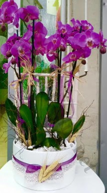 Seramik vazoda 4 dall mor lila orkide  Eskiehir kaliteli taze ve ucuz iekler 