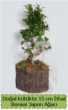 Doal ktkte thal bonsai japon aac  Eskiehir internetten iek siparii 