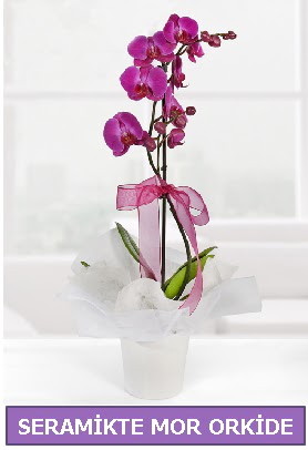 Seramik içerisinde birinci kalite tek dallı mor orkide  Eskişehir çiçek siparişi sitesi 