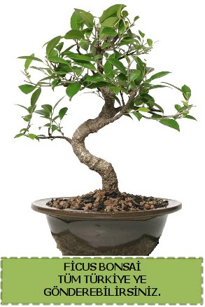 Ficus bonsai  Eskiehir internetten iek sat 