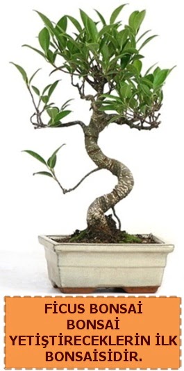 Ficus bonsai 15 ile 25 cm arasndadr  Eskiehir iekiler 