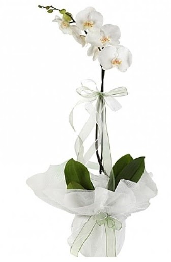 Tekli Beyaz Orkide  Eskiehir uluslararas iek gnderme 