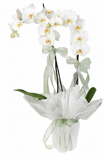 ift Dall Beyaz Orkide  Eskiehir nternetten iek siparii 