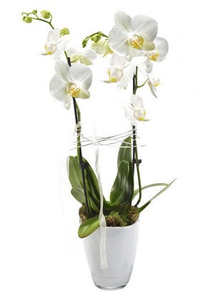 2 dall beyaz seramik beyaz orkide sakss  Eskiehir internetten iek sat 