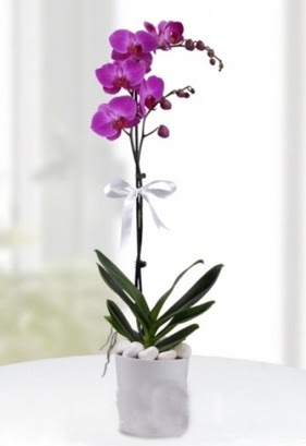 Tek dall saksda mor orkide iei  Eskiehir iek online iek siparii 