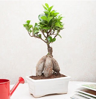 Exotic Ficus Bonsai ginseng  Eskiehir iek gnderme 