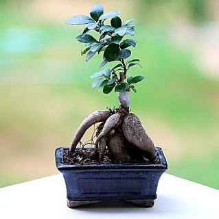 Marvellous Ficus Microcarpa ginseng bonsai  Eskiehir iek maazas , ieki adresleri 