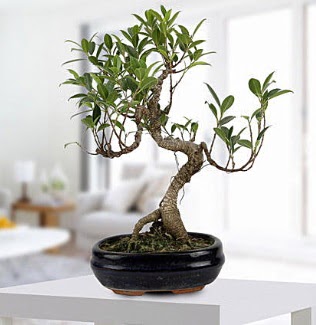 Gorgeous Ficus S shaped japon bonsai  Eskiehir ucuz iek gnder 