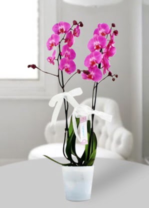 Çift dallı mor orkide  Eskişehir çiçek online çiçek siparişi 