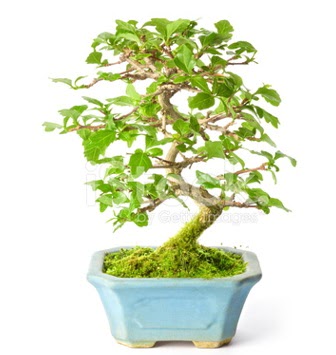S zerkova bonsai ksa sreliine  Eskiehir iek siparii sitesi 