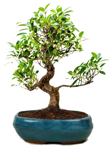 25 cm ile 30 cm aralığında Ficus S bonsai  Eskişehir internetten çiçek satışı 