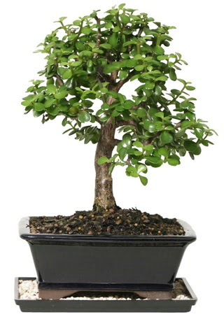 15 cm civar Zerkova bonsai bitkisi  Eskiehir anneler gn iek yolla 