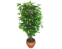Ficus Benjamin 1,50 cm   Eskişehir İnternetten çiçek siparişi 