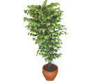 Ficus özel Starlight 1,75 cm   Eskişehir güvenli kaliteli hızlı çiçek 