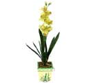 Özel Yapay Orkide Sari  Eskişehir çiçekçi mağazası 