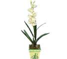 Özel Yapay Orkide Beyaz   Eskişehir hediye çiçek yolla 