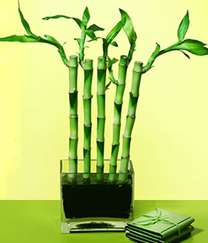  Eskişehir İnternetten çiçek siparişi  Good Harmony Lucky Bamboo camda