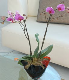  Eskişehir 14 şubat sevgililer günü çiçek  tek dal ikili orkide saksi çiçegi